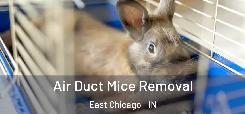  Air Duct Mice Removal East Chicago - IN